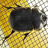 Heliocopris neptunus